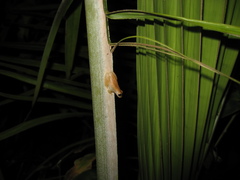 Dendropsophus nanus
