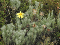 Senecio mairetianus