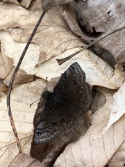 Erynnis brizo