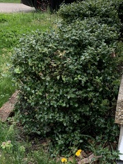 Ilex × meserveae