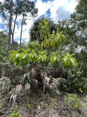 Alstonia macrophylla