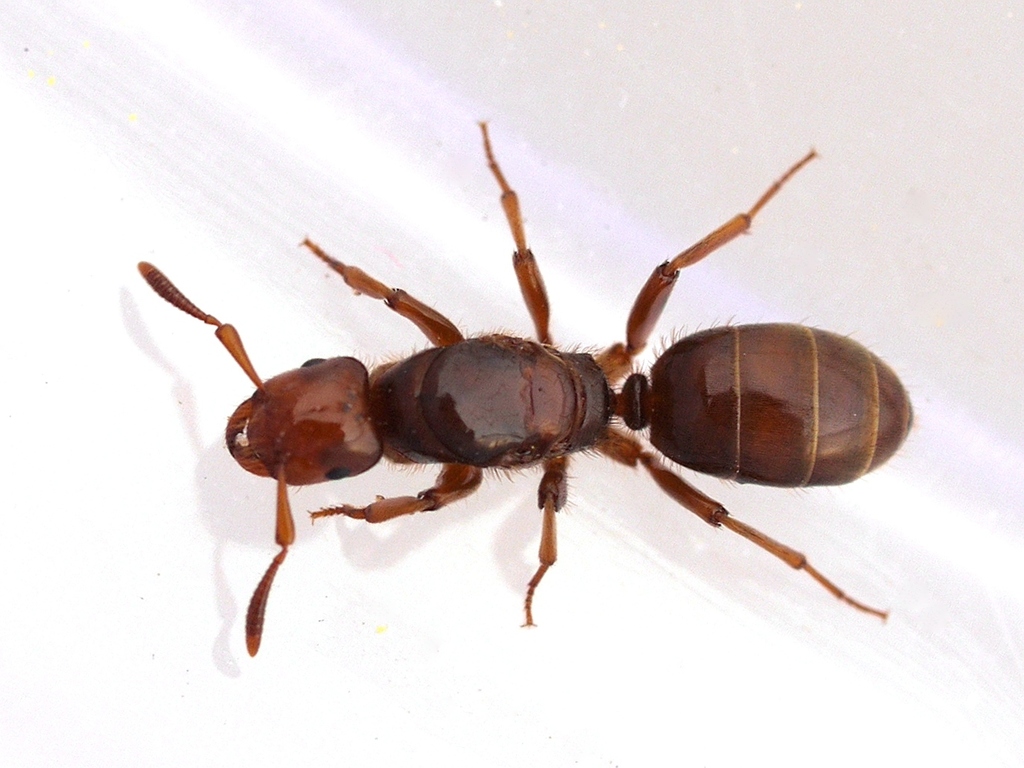 Citronella ant