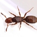 Common × Wide-legged Citronella Ant - Photo (c) Ilona, some rights reserved (CC BY-NC), uploaded by Ilona