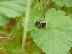Apis mellifera