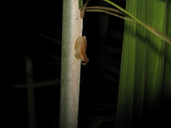 Dendropsophus nanus