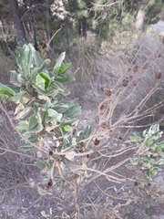 Cistus atriplicifolius