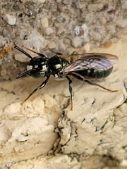 Ceratina strenua