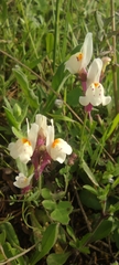 Linaria amethystea