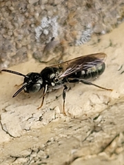Ceratina strenua