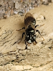 Ceratina strenua