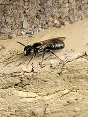 Ceratina strenua