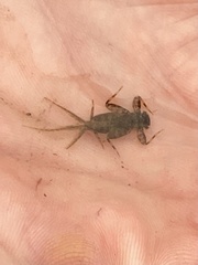 Maccaffertium modestum