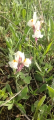 Linaria amethystea