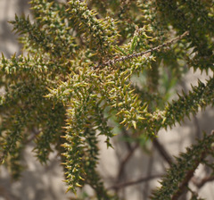 Tamarix tetragyna