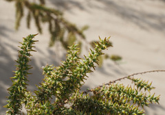 Tamarix tetragyna