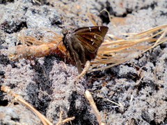 Thorybes mexicana confusis image