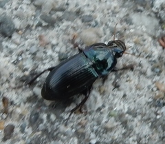 Harpalus dimidiatus
