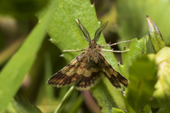 Cleta ramosaria