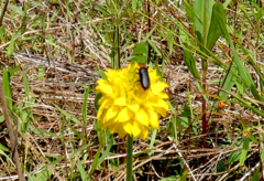 Nemognatha nemorensis