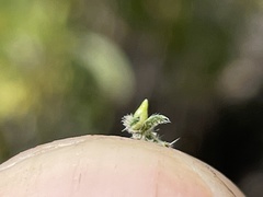 Cryptantha wigginsii