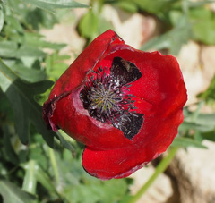Papaver carmeli