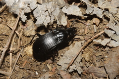 Abax parallelepipedus