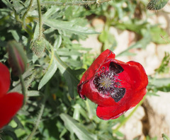 Papaver carmeli