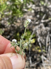 Cryptantha wigginsii