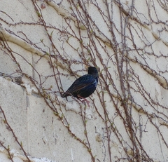 Sturnus vulgaris