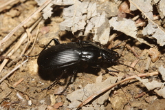 Abax parallelepipedus
