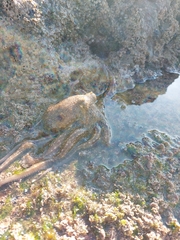 Octopus vulgaris