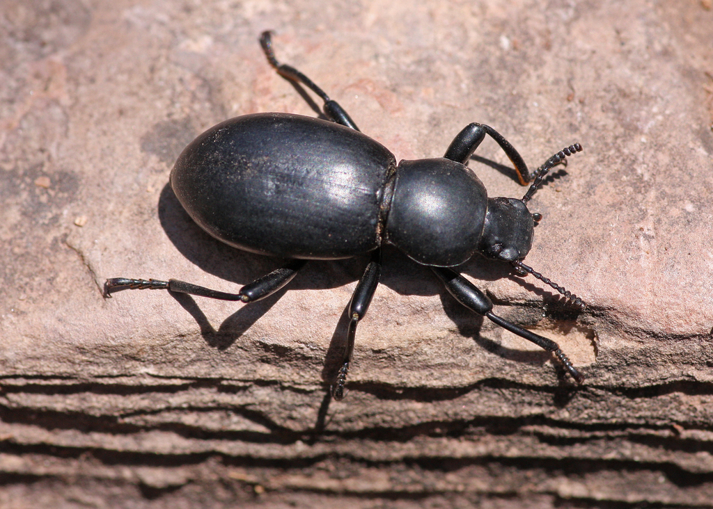 Stenochiinae