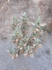 Cistus atriplicifolius