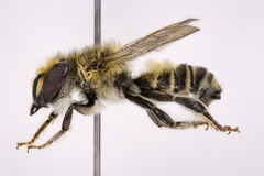 Megachile petulans