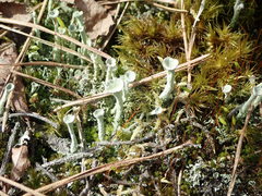 Cladonia deformis
