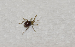 Gibbium aequinoctiale