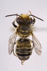 Megachile petulans