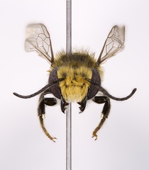 Megachile petulans