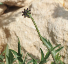 Papaver carmeli