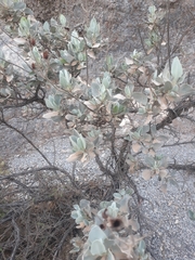 Cistus atriplicifolius