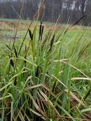 Carex acutiformis