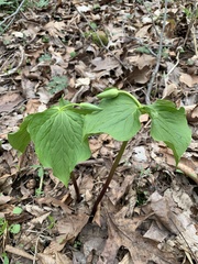 Trillium flexipes