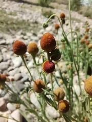 Helenium thurberi