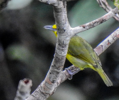 Vireolanius leucotis