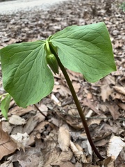 Trillium flexipes