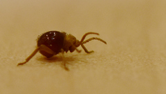 Gibbium aequinoctiale