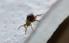 Gibbium aequinoctiale