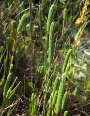 Phleum subulatum