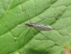 Gnophomyia tristissima