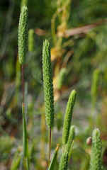 Phleum subulatum
